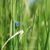 Flow (by maSpring Vol.)