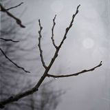 PvC - Tristesse D’Automne
