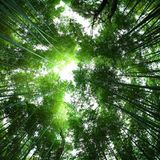 Phonskuh @ Forest Beats 2014, Part 1.2 (Minimal Techno)