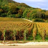 On parle mais il se fait tard #4 2/2 : La vigne, mon patrimoine