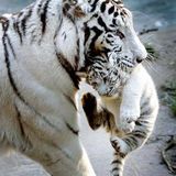 Tigre Blanc (Plan 9 from Outer Space - PLEA$URE - Bobby Champs - Zeds Dead - Tunnidge)