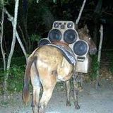 Onde foi que amarrei meu Reggae.