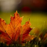 Autumn made
