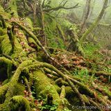 Gardens/Forests/Cities (Ambient/Field Recording/experimental DJ Mix)