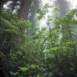 Junglemix II