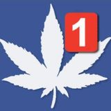 I like marijuana