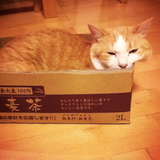 Sleepy Sleepy
