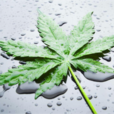 HELLHOMEMIX DONT GET YOUR WEED WET!