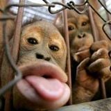 Sugar Sessions Vol.180 - Primate Selfie