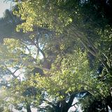 Desde los bosques - CM Invest 44. El otro "libro de las Maravillas"