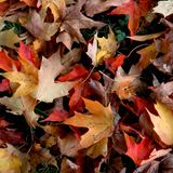 LostEchoes.Net : Fall 2012