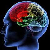 Sensory Systems
