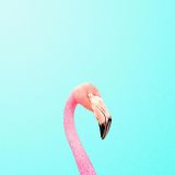 Phoenicopterus