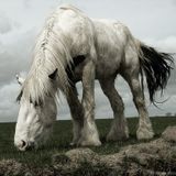 Ditch152_A Pair Of Shy Horses