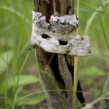 Case in the forest