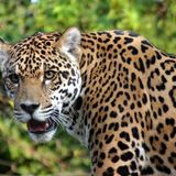 El Jaguar ( J Rocc - Darkstar - Disrupt - Ikonika - Badawi - Sun Ra - Clark - Dntel - Tipsy )