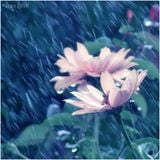 Showers and Flowers Mix