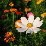 DUODJ - Summer Blossom 2015