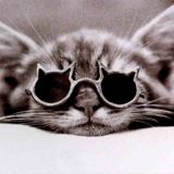 Zenebou world - si on parlait de chats !