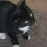 Name that cat...