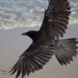 Beach Bird