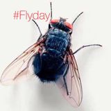 FLYDAY MIXSET