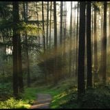 A Winding Path Through the Woods 072: PsyChill