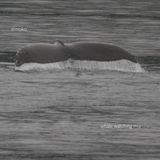dimoko's whale watching mix