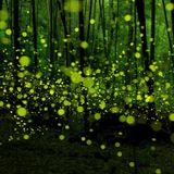 LITHA (= Midsummer)