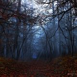 Autumnal Mix