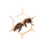 June Pollinate Part II