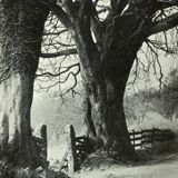 Beyond the wychelm (A sense of place, volume one)