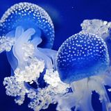 Jelly Sessions Vol 4