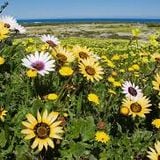 Selction D'amour SpringTime Africa!