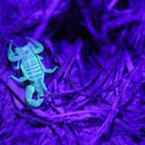 Psychedelic Sting