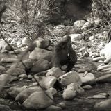 Bigfoot Radio 11-20-15