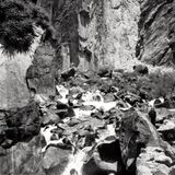Le chant de l'anaconda 3 - MIX - Back to the Trees 2015