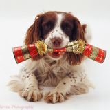 SPACE DOGS RADiO #miXtape 036 - CHRiStMAS CRACKERS