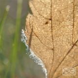 Low Light Mixes – Illusions of Autumn