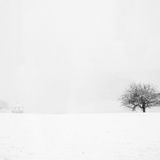 Snowy Drive Home