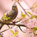 Birds Soft Techno Session (58 min) @ Dj.Lan 26-8-13