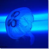 BloOm mix part 3 (minimal set by moonhatta - 20121105)