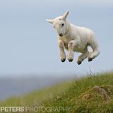 Springtime Bounce