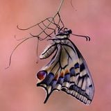 Butterfly Oneirology