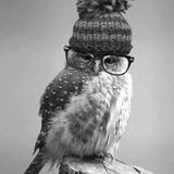 Psy Owl - Glory Owl Ep 1 - Jan 2016