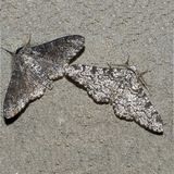 Phantom Circuit #59 (1st Jan. 2011): with a session by Mutate and Thee Moths