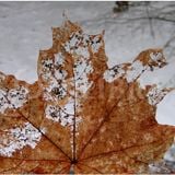 Autumn lends me an ear II : Decay of the leaf