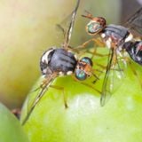 09/09/13 La guerra fra le mosche delle olive