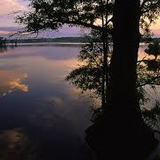 Woodland Nightfall Natural Sounds