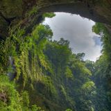 Jungle Set No. 1